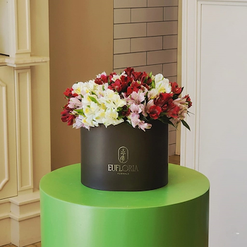 Olive Alstro Delight