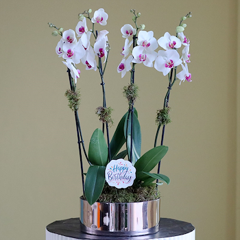 Phalaenopsis Scarlion 2