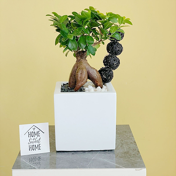 Bonsai In White Vase