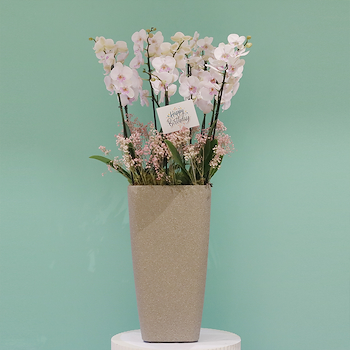 Birthday Orchid