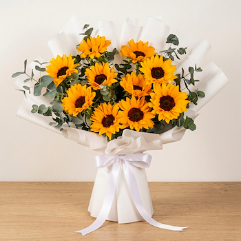 اشراق دوار الشمس