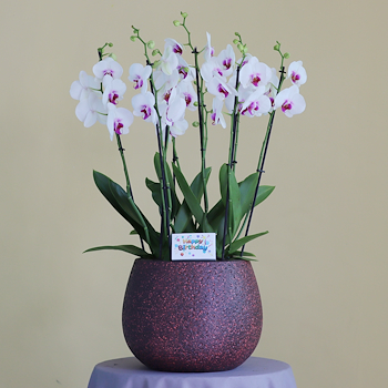 هابي رد ليبس 4