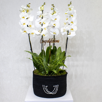 ابتسامة بيضاء