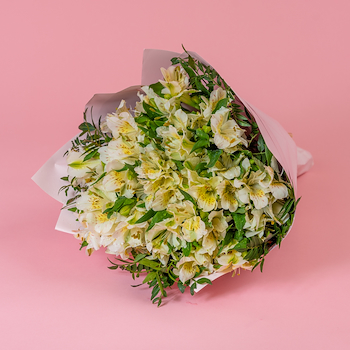 الألستروميريا الرقيقة