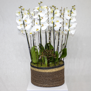 الأوركيد البيضاء الكلاسيكية