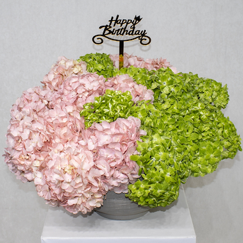 Elegant Hydrangea