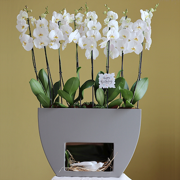 Delights Orchids