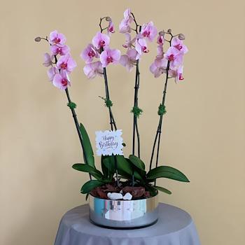 Lovely Pink Orchids