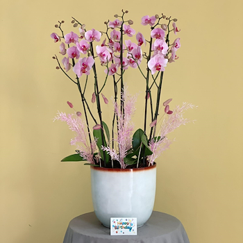 Classic Pink Orchids
