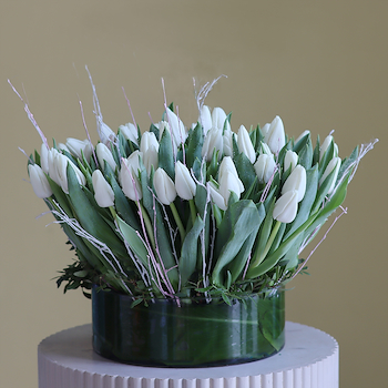 توليب أبيض فريد 2