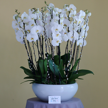 الظل الأبيض