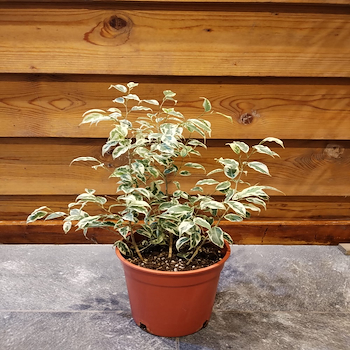 فيكس بنجامينا