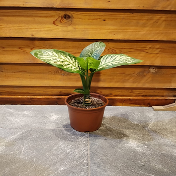  ديفنباخيا تروبيك سنو