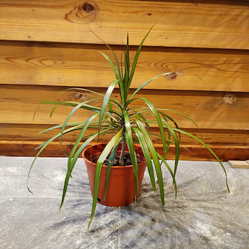 دراسينا مارجنتا 1