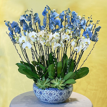 الأوركيد الأصلية