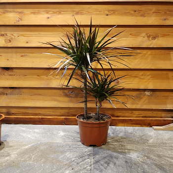  دراسينا مارجنتا احمر