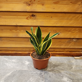 سناسيفيريا تريفاسكياتا 2