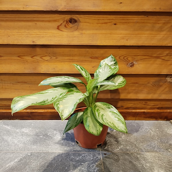 أجلونيما سيلفر باي