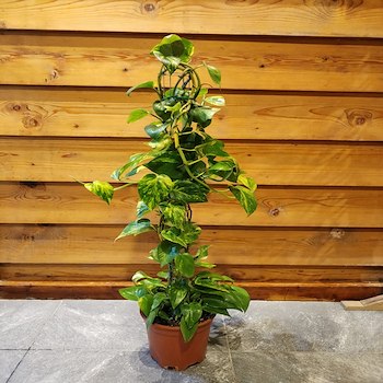 سندابسوس بيكتوس