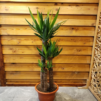 نبات اليوكا