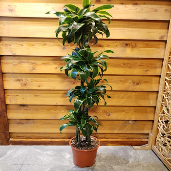 دراسينا دورادو