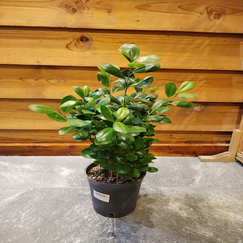 فيكس باندا - مركن 20