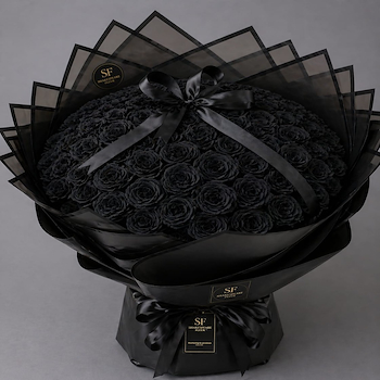 جوري اسود 100