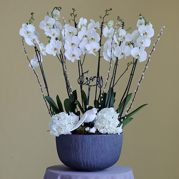 الأوركيد الكلاسيكي