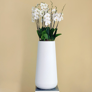 Tall White Orchids