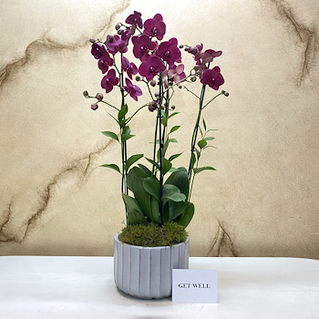 Montreux Maroon Orchid