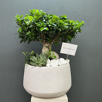 حديقة بونساي عملاقة