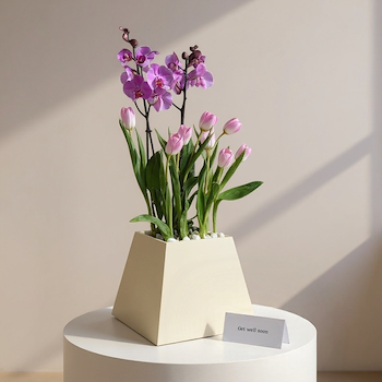 بينك أوركيد