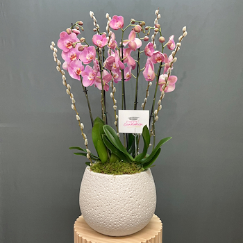 الأوركيد بالخوخ والعسل