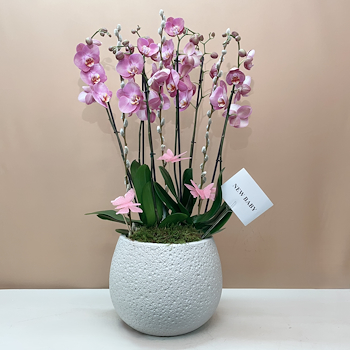 مولود جديد وردي