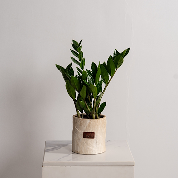 نبتة زاميا