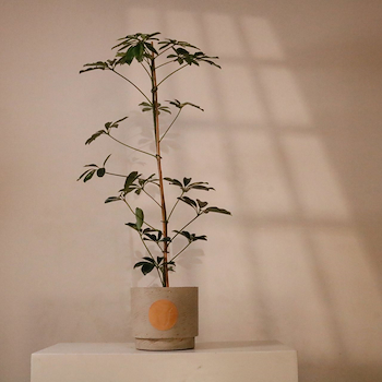 The Living Collection 3