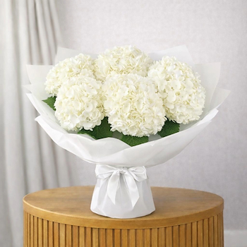 Classic White Hydrangeas