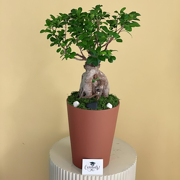 Classy Bonsai 2