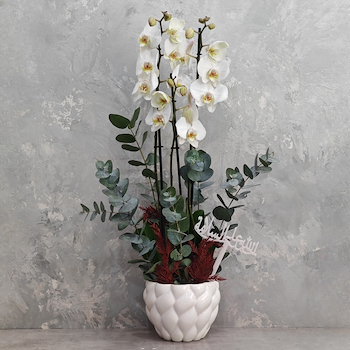 Azura White