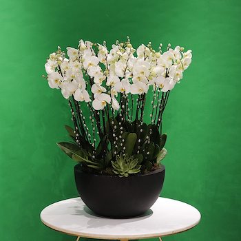 Hajj Orchids