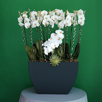 Hajj Majestic Orchid