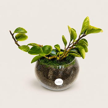 Peperomia Wishes
