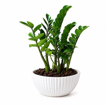 ZZ Plant