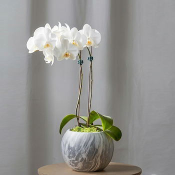 Marble Orchid
