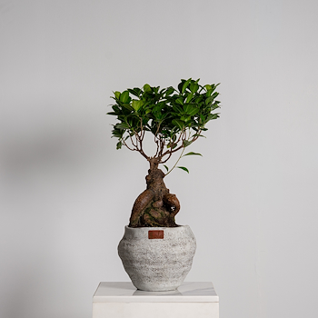 Giant Bonsai Tree