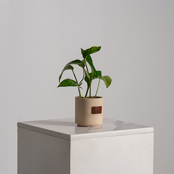 Pothos Plant 
