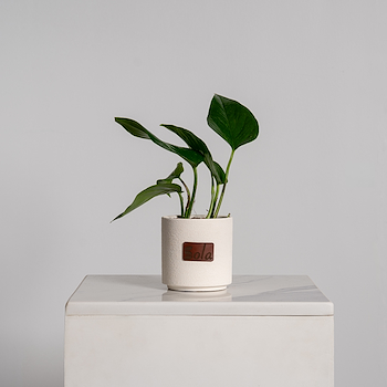 Pothos Plant 2