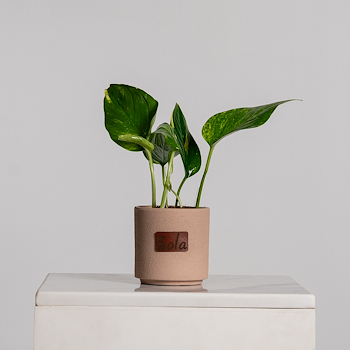 Pothos Plant 3