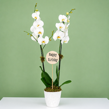 Plant 5281