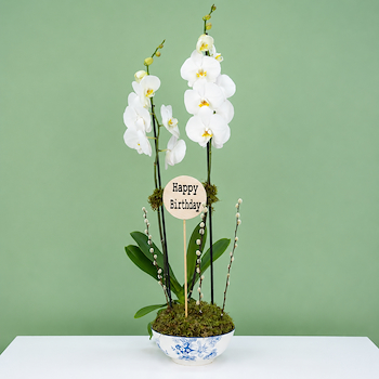 Plant 5282